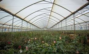 greenhouses for Rose flower